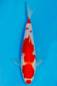 Preview: Chikara Color ca. 4 mm Preview: Chikara Color ca. 4 mm