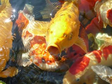 Chikara Premium ca. 5 mm schwimmend